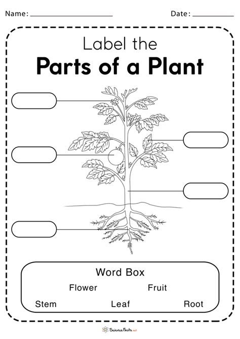 Parts Of A Plant Worksheets Free Printable