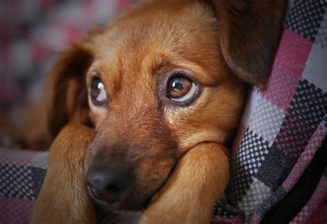 Dogs Evolved “sad Puppy Eyes” To Emotionally Manipulate Us Researchers Say