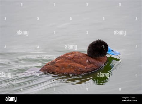 A Ruddy Duck Oxyura Jamaicensis Male At The Laguna Nimez Bird