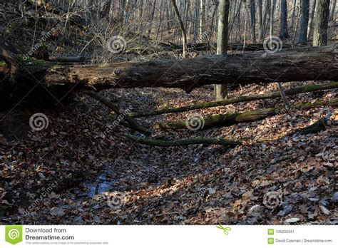 Fallen Trees In The Forest Stock Image Image Of Tree 105203341