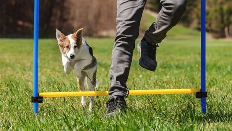 7 Benefits Of Agility Training For You And Your Dog