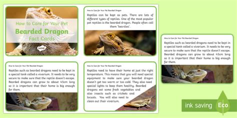 Bearded Dragon Facts For Kids Twinkl Homework Help