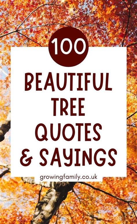Tree Quotes Forest Quotes And Tree Captions To To Motivate And Inspire