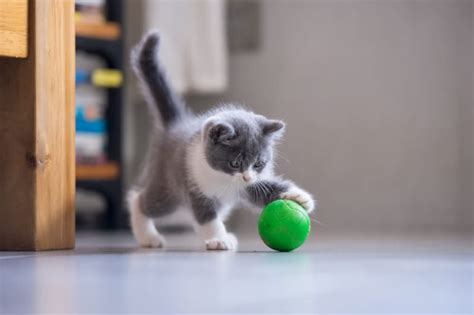 How To Teach A Cat To Fetch Great Pet Living