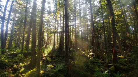 Explore The Rainforest Alaska Raptor Center