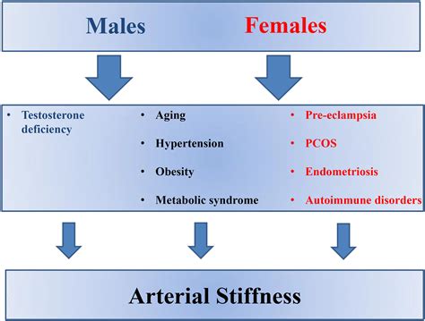 Pdf Causes And Consequences Of Increased Arterial Stiffness In SexiezPix Web Porn