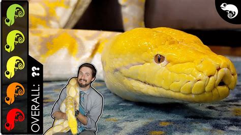 Reticulated Python The Best Pet Snake Youtube