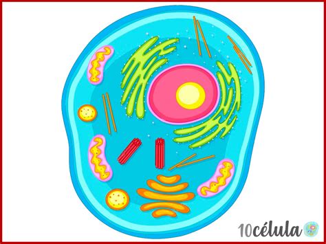 Juegos De Ciencias Juego De Tipo De Celula Eucariota Cerebriti