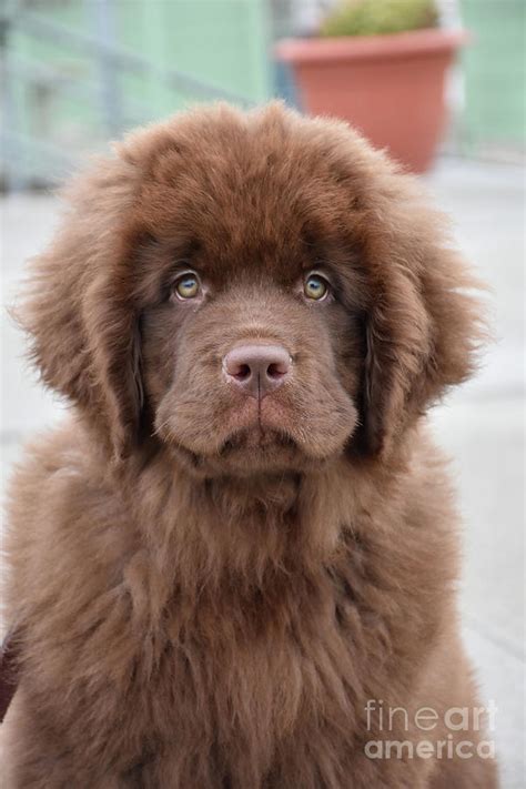 Looking Directly Into The Face Of A Brown Newfie Puppy Photograph By