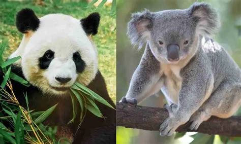 Are Pandas And Koalas Related 11 Similarities And Differences