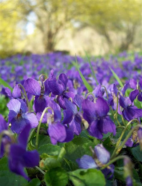 Lovely Field Of Violets Flowers Flowerbed Purple Violet Flower