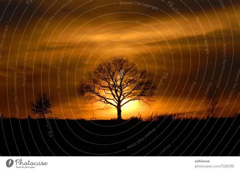 Herbst Baum Im Sonnenuntergang Ein Lizenzfreies Stock Foto Von Photocase