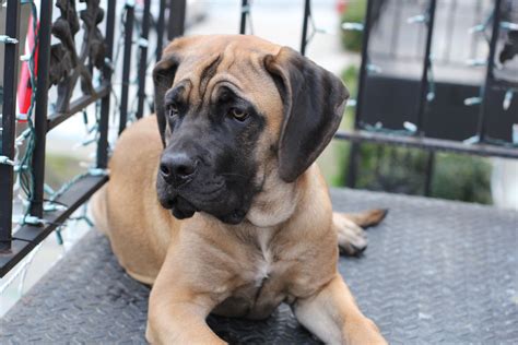 Mastiff Information Dog Breeds At Thepetowners