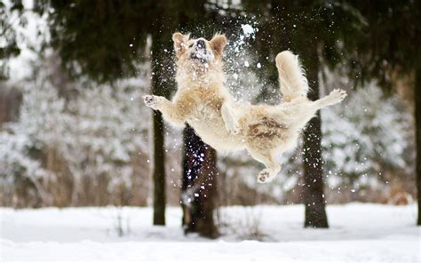 Dogs Playing In Snow Wallpaper Wallpapersafari