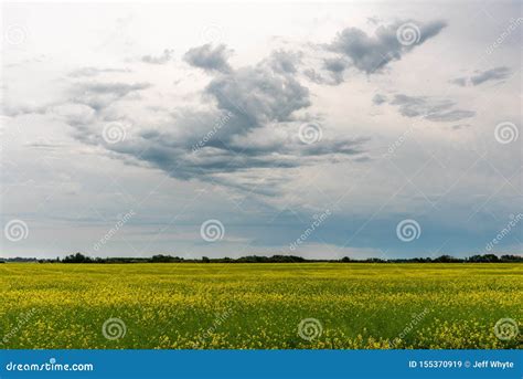 Prairie Storms Sweep Over Canola Fields Stock Image Image Of Canada