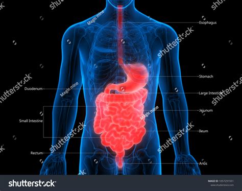 Human Digestive System Label Design Anatomy Stockillustration