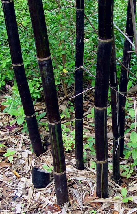 Rare Fresh Timor Black Bamboo Seeds Bambusa Lako 50 Seeds Bamboo