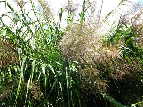Giant Reed Manaaki Whenua