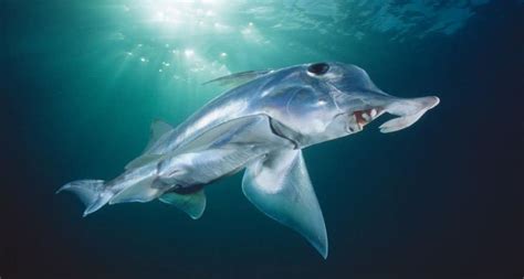 10 Incredibly Weird Looking Sharks You May Not Know Of