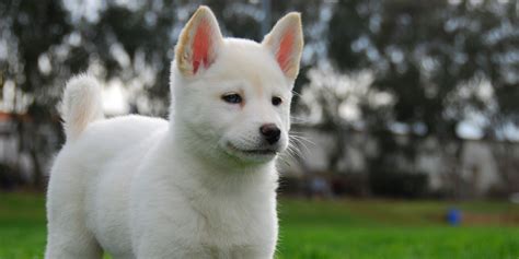 10 Things You Didnt Know About The Korean Jindo