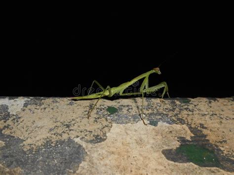 Praying Mantis At Night Stock Image Image Of Building 42687449