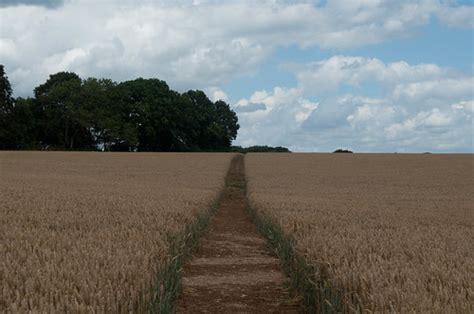 Path Through The Wheat Field Rob N Rae Cornelius Flickr
