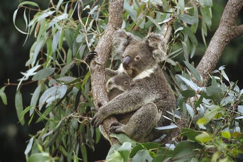 Koala And Old Joey Resting Australia Photograph By Gerry Ellis Fine