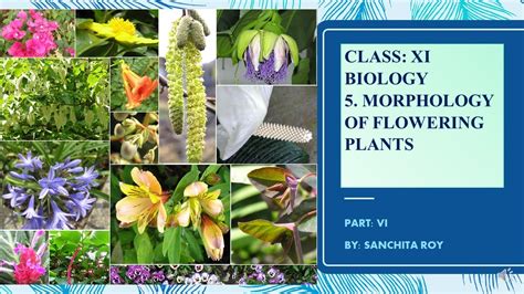 11 Biology5 Morphology Of Flowering Plants Part 6 Youtube