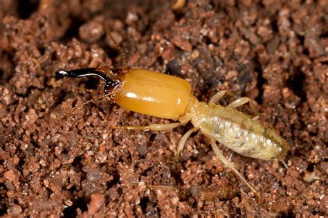 Subjects Termites Nature Closeups