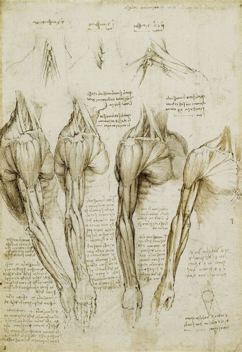 LÁmina The Muscles Of The Shoulder Arm And Neck Leonardo Da Vinci