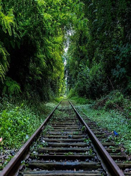 6347 Railroad Tracks Lush Green Forrest Printed Backdrop Backdrop