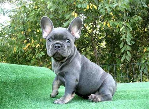 Get advice from breed experts and make a safe choice. Luna - female puppy French Bulldogs for sale in Brooklyn ...