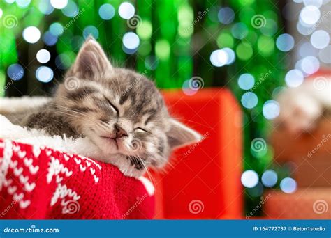 Sleeping Christmas Kitten Beautiful Little Tabby Sleeping Kitten