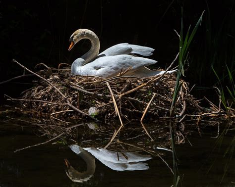 Nest Reflection Smithsonian Photo Contest Smithsonian Magazine