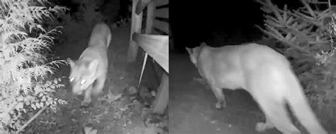 Unconfirmed Seattle Cougar Sighting Is No Reason For Alarm Experts Say