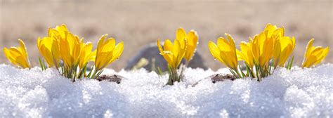 Crocuses Yellow Grow In The Garden Under The Snow On A Spring Sunny Day