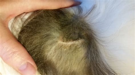 Dogs With Chris7 Sky Update Blood Test Results Healing Shoulder