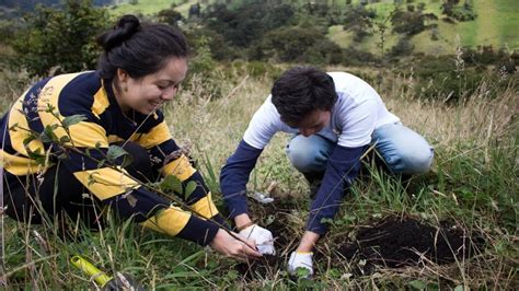 Fundación Fuerza Verde Colombia Un Modelo Holístico Constructores