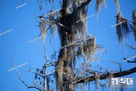 Close Up Of Spanish Moss Hanging Down From A Tree Stock Photo Picture