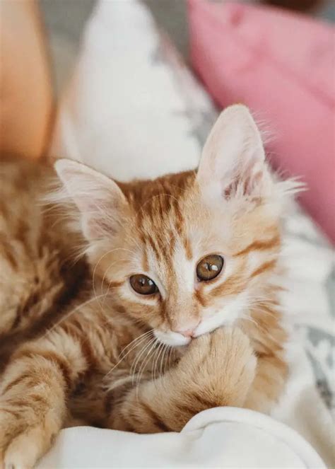 Fabulous Female Orange Cat Names You Re Going To Love