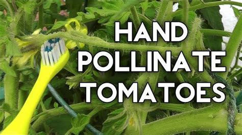 how to pollinate tomato plants without bees [answer]