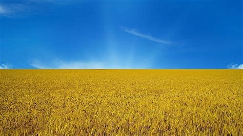 Hd Wallpaper Blue Sky Wheat Field Ecosystem Yellow Golden Crop