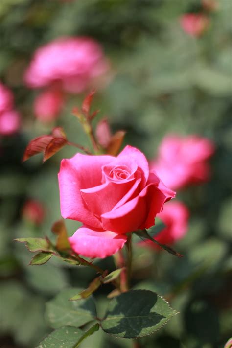 Hd Wallpaper Rose Pink Roses Flowers Beautiful Love Flowering