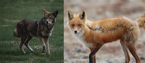 Fox Vs Coyote How To Instantly Tell Them Apart