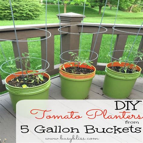 Diy Tomato Planters From 5 Gallon Buckets Tomato Planter