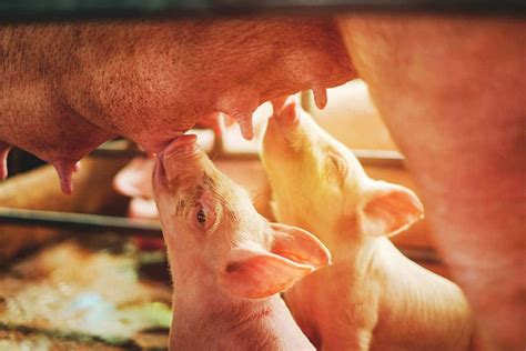 How To Wean Piglets For Maximum Health And Minimum Stress