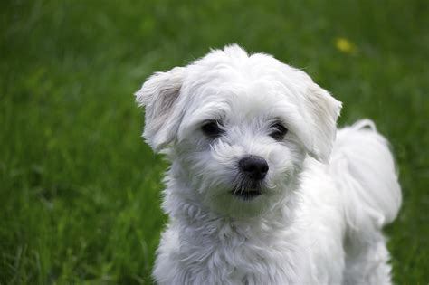 Maltese Dogs Cherrydown Vets