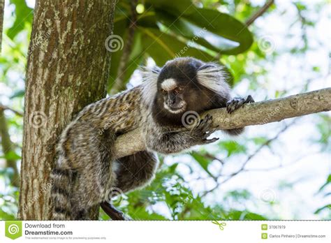 They live high up in rainforest trees. Black-tufted marmoset stock image. Image of outdoors ...