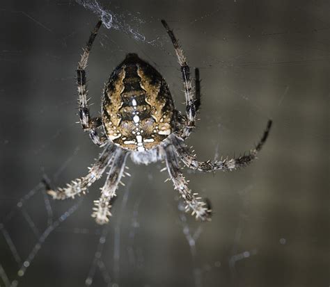 European Garden Spider A Photo On Flickriver