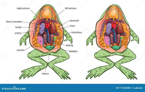 Frog Anatomy Stock Vector Illustration Of Population 177346381